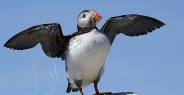 puffin_atlantic_msi_h_2560_can1932.jpg